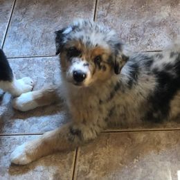 Australian Shepherd Puppies from Angel Aussies