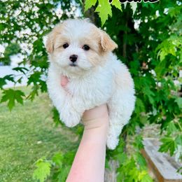 Mal-Shi, Maltese, Maltipoo, and Poodle Puppies from Paw Perfect Pets