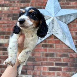 Kimchi - Piebald male Dachshund puppy in Westport, Kentucky from Lonestar Creek Farm