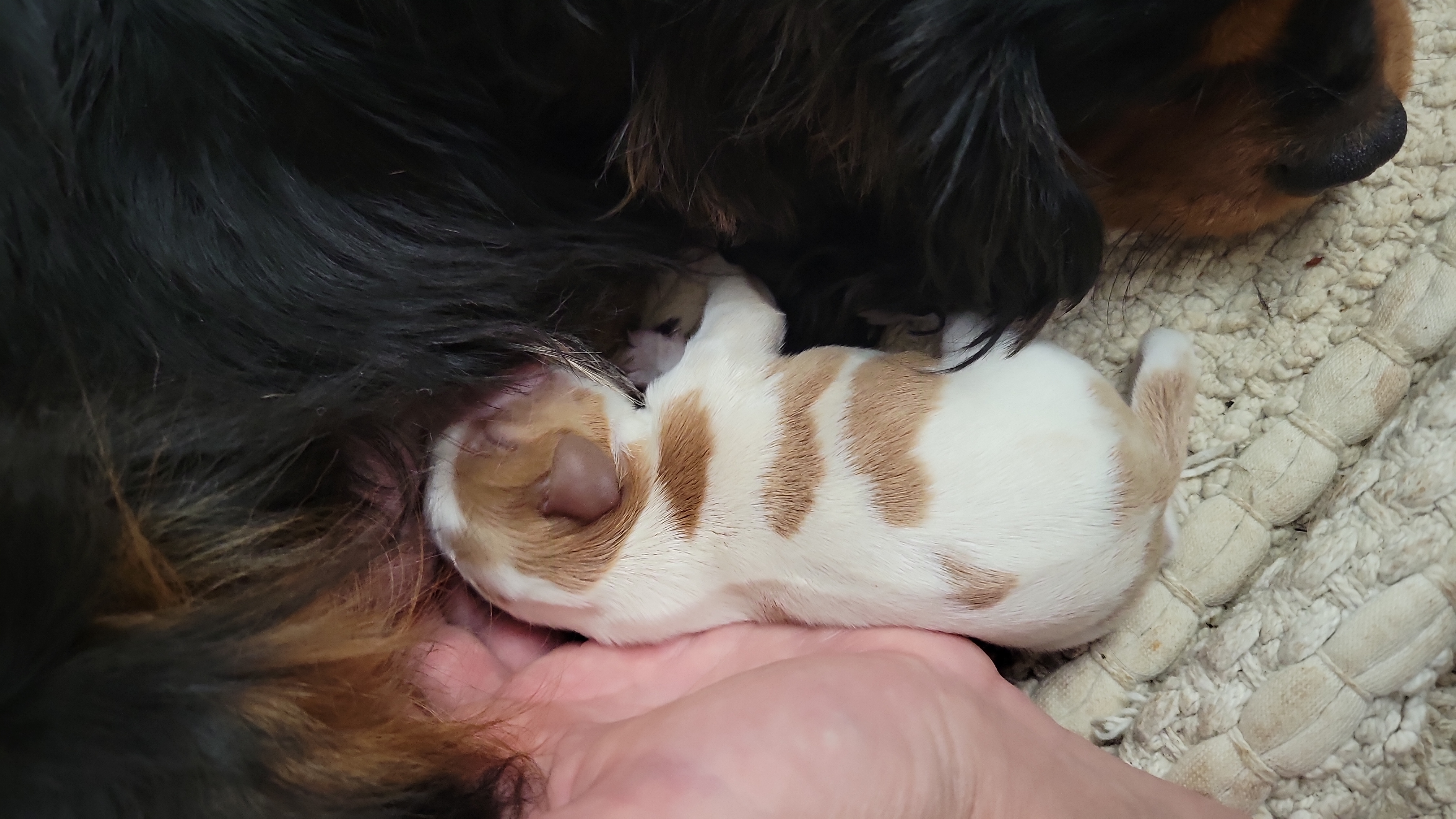 Puppy 1 - Blenheim male Cavalier King Charles Spaniel puppy in Spokane Valley, Washington from Olga's Cavalier King Charles Spaniels
