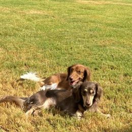 Dachshunds from RG Mini Dachshunds