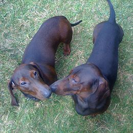 Dachshund All Grown Up from East Commons