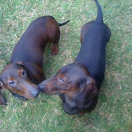 Dachshund All Grown Up from East Commons