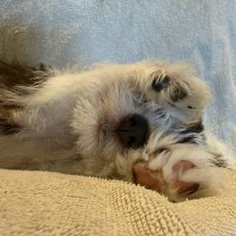 Miniature Schnauzer Puppies from PK Mini Schnauzers