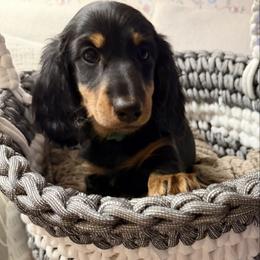 Green collar - Black and tan male Dachshund puppy in Mount Holly Springs, Pennsylvania from Miniature Dreams Dachshunds