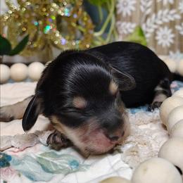 Clover - Black and cream female Dachshund puppy in Thomaston, Georgia from UGG Ranch