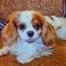 Brixbee - Cavalier King Charles Spaniel