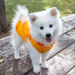G1 - White female Japanese Spitz puppy in Littleton, Colorado from Colorado Japanese Spitz
