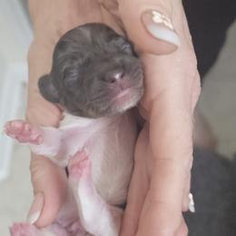 B1 - Black male Dachshund puppy in Austin, Texas from Glorious Minis