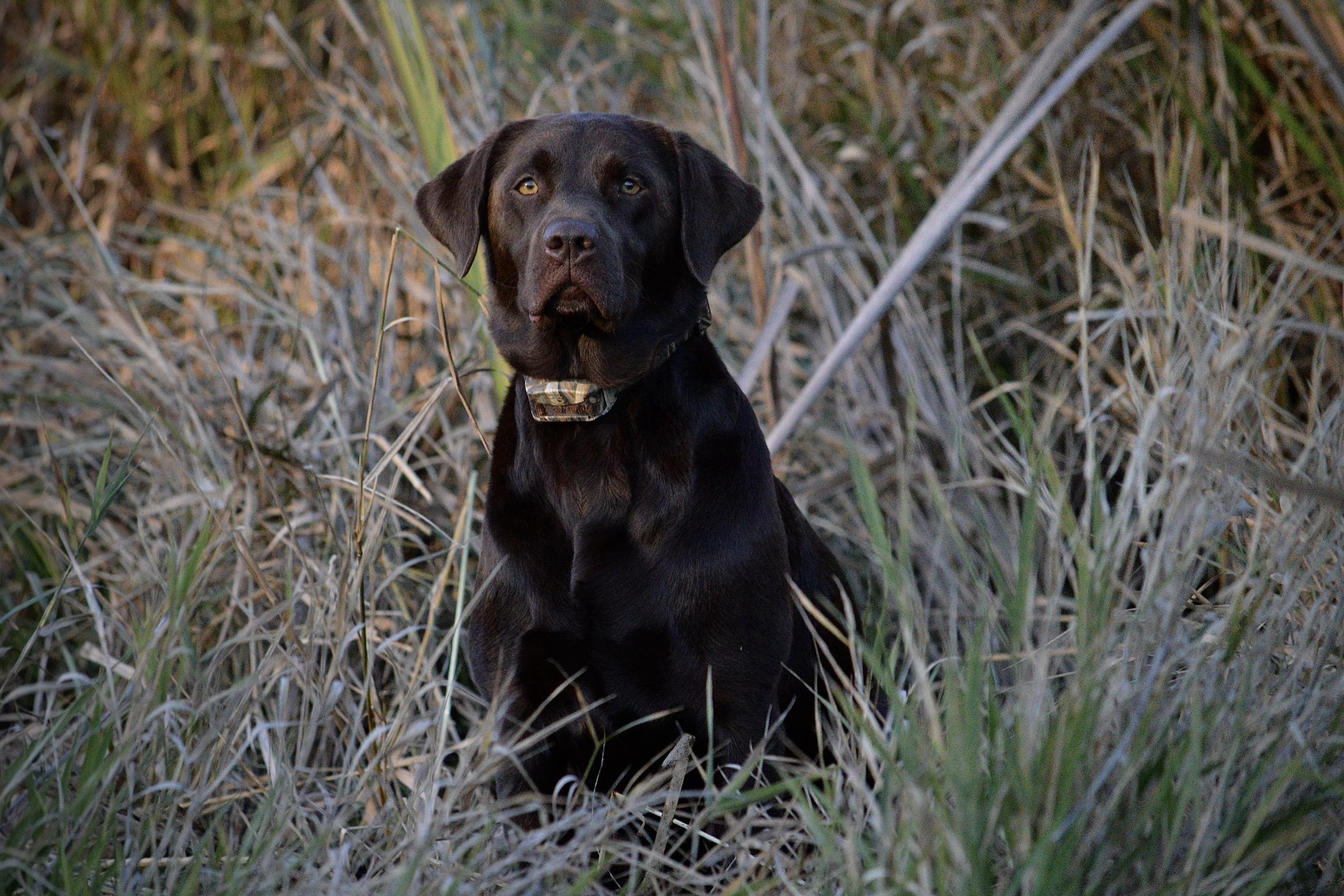 Northrop Farm in Michigan | Labrador Retriever puppies | Good Dog