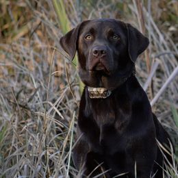 Labrador Retrievers from Northrop Farm