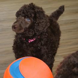 Poodle Puppies from RK'S Pets