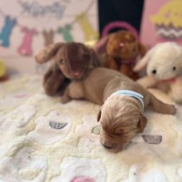 Golden Retriever Puppies from Sunshine Mountain Retrievers