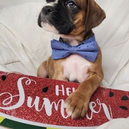 Boy 3 - Fawn male Boxer puppy in Aurora, Missouri from Pick A Pup