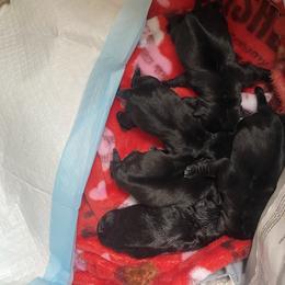 Black girl 1 - Black female Pug puppy in Onalaska, Washington from Cupid’s Pugs