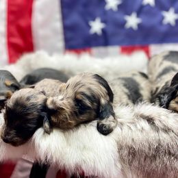 Dachshund Puppies from Hart Dachshunds