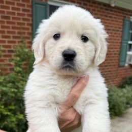 Copper - Light golden male Golden Retriever puppy in Charles City, Virginia from Sweeter Than Honey Golden Retrievers, LLC.