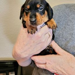 Dachshund Puppies from Hill Country Dachshunds