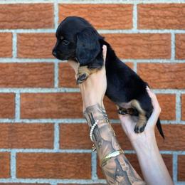 Banana - Black and tan female Dachshund puppy in St. Clair Shores, Michigan from Stanced Doxies