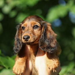 Dachshund Puppies from Olia Mirra