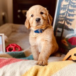 Golden Retriever Puppies from TaylerMade Goldens