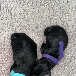 Aussiedoodle, Goldendoodle, and Poodle Puppies from Kay Kay’s Poodles & Doodles