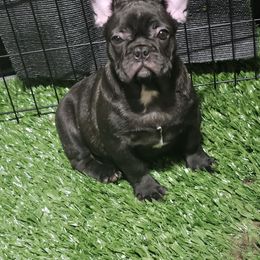 French Bulldog Puppies from 1017_kennels