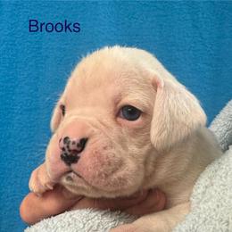 Brooks - White male Boxer puppy in Elyria, Ohio from Just-A-Wyn Boxers