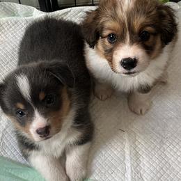 Pembroke Welsh Corgi Puppies from South Shore Corgis