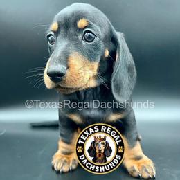Colin 2500 - Black and tan male Dachshund puppy in Houston, Texas from Texas Regal Dachshunds LLC