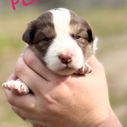 Penelope - Red female Border Collie puppy in Sanger, California from Flying M Cactus Ranch Buddies