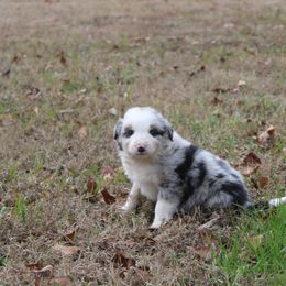 Vero - Blue merle male Border Collie puppy in Cedartown, Georgia from Ferguson Border Collies