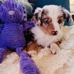 Red Merle boy 1 - Red merle male Toy Australian Shepherd puppy in Oklahoma City, Oklahoma from Faith River Aussies