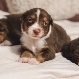 Maple AKC - Red tri-color female Australian Shepherd puppy in Polk City, Florida from Skaky Shepherds