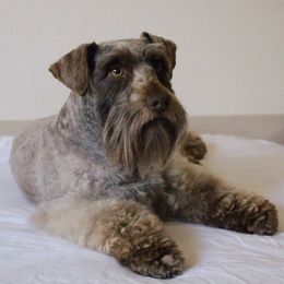 Benji - Miniature Schnauzer