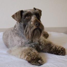 Benji - Miniature Schnauzer