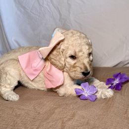 Poodle Puppies from Designer Poodles