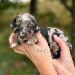 Snoopy - Blue merle male Bernedoodle puppy in Bellville, Ohio from Bernedoodle Buddies