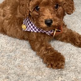 Poodle Puppies from Premier Poodle