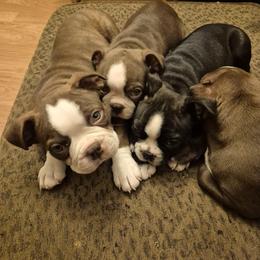 Boston Terrier Puppies from Broadus Boston Terriers