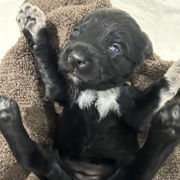 Brown female is reserved - Black female Portuguese Water Dog puppy in Des Moines, Iowa from Stacy's PWD Portuguese Water Dogs