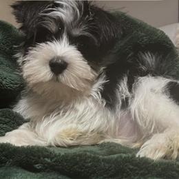 Blaze - Parti male Miniature Schnauzer puppy in Carriere, Mississippi from Sassy Schnauzers