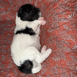 Girl 3 - Black and white female Cavapoo puppy in Nampa,, Idaho from Clig Doodle Days