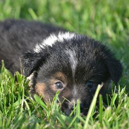 DiamondR Ember - Black tri female Miniature Australian Shepherd puppy in Gravette, Arkansas from DiamondR Mini Aussies @ DiamondR Farm & Kennel