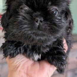 Phillip - Black male Shih Tzu puppy in Claxton, Georgia from Small Pawz Shih tzu