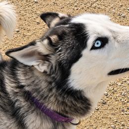 Siberian Huskies from Tracy Jaramillo