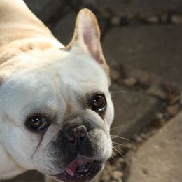 French Bulldog All Grown Up from Hillbuckle's French Bulldogs