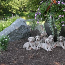 Weimaraner Puppies from Simpatico