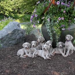 Weimaraner Puppies from Simpatico