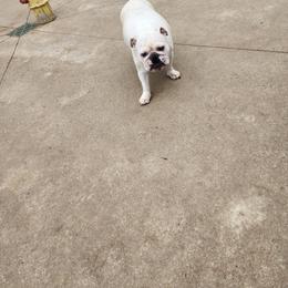 Winter - Bulldog